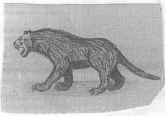 Illustration of the warrigal by an unknown artist.