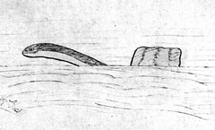 One of several witness illustrations of the  (1905) sea serpent.