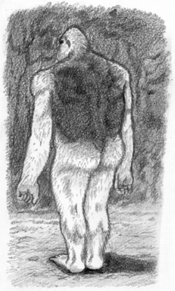Illustration of the black-and-white ape by  in  (2009).