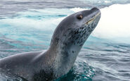 Leopard seal surface
