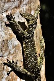 The New Caledonian monitor may belong to the former Varanus indicus species complex, which includes V. tsukamotoi of Micronesia (CC BY 4.0).