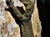 New Caledonian monitor