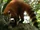 Orange coati