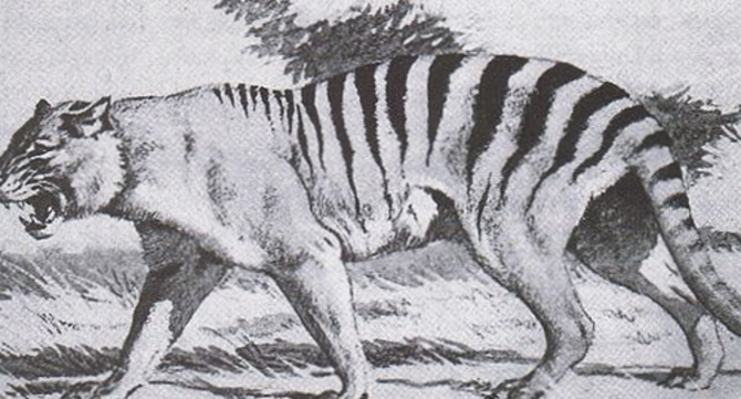 The Queensland Tiger
