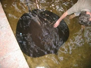 The giant freshwater stingray (Himantura polylepis), or a relative, has been suggested as an explanation for the xizi (Source).