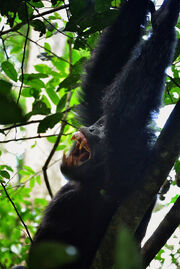 Uganda chimpanzee