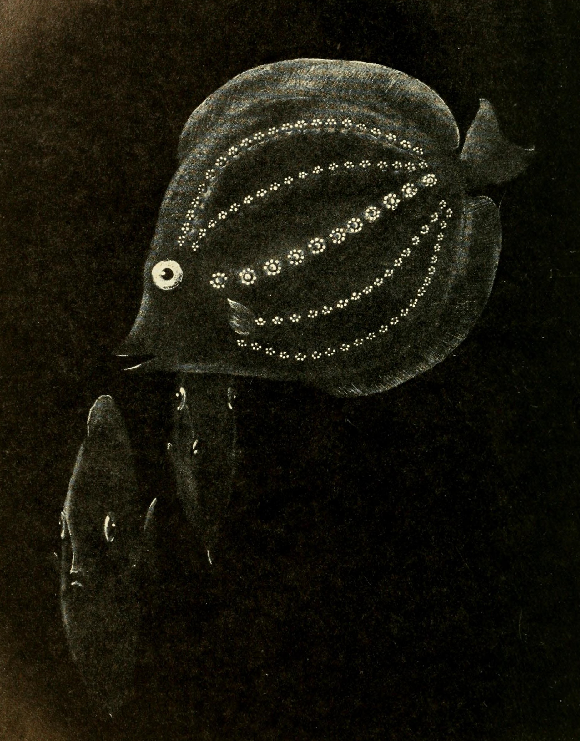 Five-lined constellationfish | Encyclopaedia of Five-lined constellationfish | Encyclopaedia of