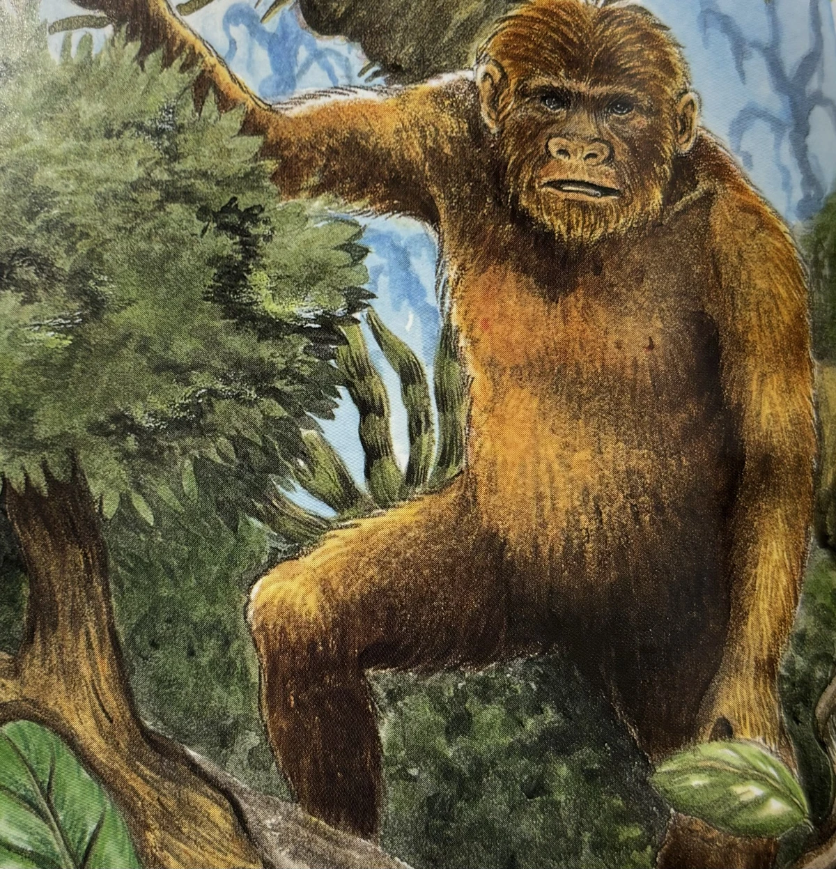 Hibagon | Encyclopaedia of Cryptozoology | Fandom