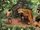 Ground sloth
