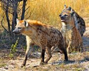 Spotted hyena