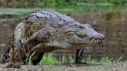 Nile crocodile