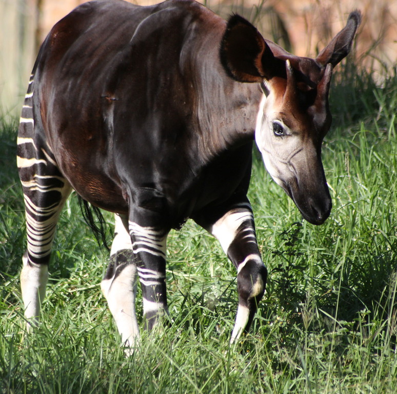 Okapi Encyclopaedia Of Cryptozoology Fandom