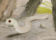 Tatzelwurm, Philippe Coudray.jpg (159 KB) Tatzelwurm