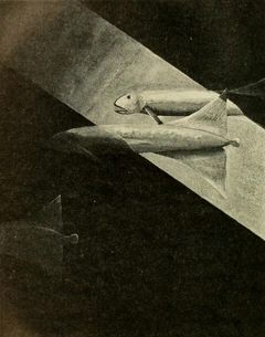 The pallid sailfin drawn by Else Bostelmann for Beebe, who reported seeing solitary specimens.