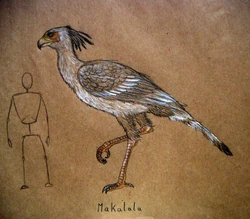 Illustration of the makalala by Markus Bühler.
