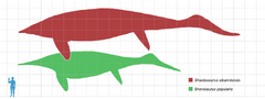 Large Shonisaurus and Shastasaurus species compared in size to an average human (Source).