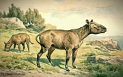 Hyracodon by Heinrich harder