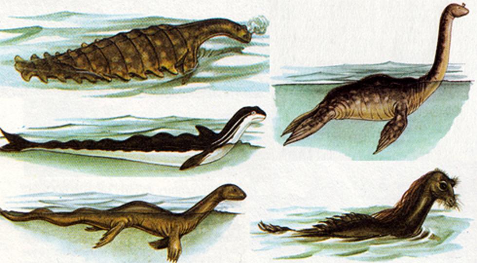 Heuvelmans system | Encyclopaedia of Cryptozoology | Fandom