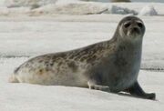 Ringed seal