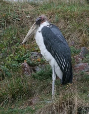 A giant species of marabou stork (Leptoptilos crumenifer) would conform in some ways with the description of the makalala.