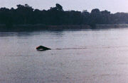 Mokele-mbembe alleged photograph