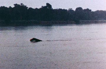 Myths & Legends - Mokele-mbembe Mokèlé-mbèmbé is the name given to a large  water dwelling cryptid found in the legends and folklore of the Congo River  basin. It is analogous to the