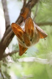Microbats such as the yellow-winged bat (Lavia frons) conform to the olitiau's morphology, but not its size.