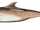 Senegal dolphin
