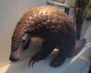 Giant pangolin