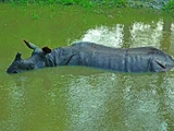 Chipekwe