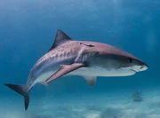 A tiger shark (Galeocerdo cuvier) has also been suggested as a possible explanation for the Grey sighting.