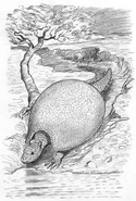Minhocão glyptodont Coudray