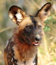 African hunting dog