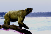 Short-faced bear