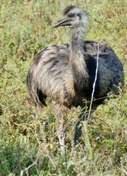 Greater rhea