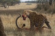 Reconstruction of the African sabre-toothed cat Megantereon with its antelope prey, by Mauricio Antón.