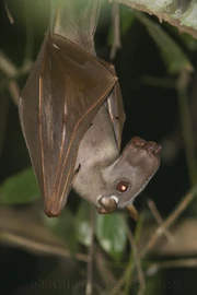 The largest African bat is the hammer-headed bat (Hypsignathus monstrosus), which inhabited the area the olitiau was seen, but this bat has a distinctive head shape and is not aggressive.