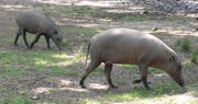 Babirusa pair