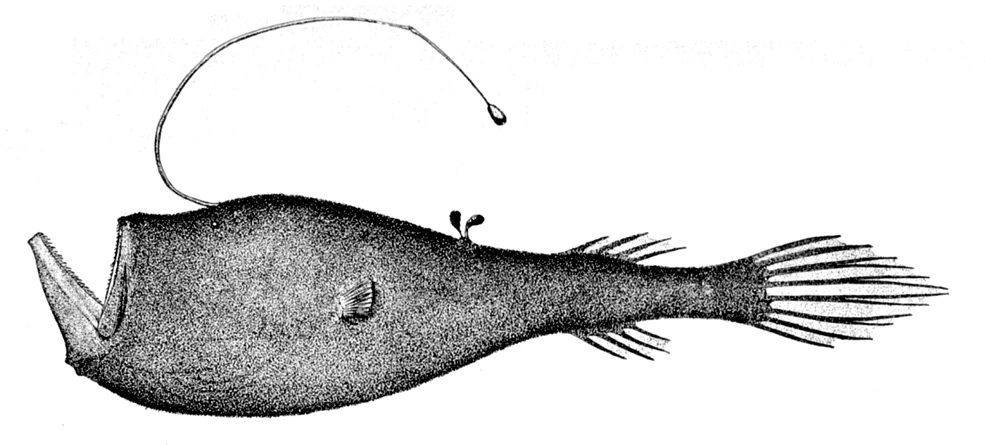 Three-starred anglerfish | Encyclopaedia of Cryptozoology