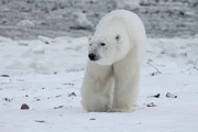 The polar bear (Ursus maritimus) is white-furred and larger than a brown bear.