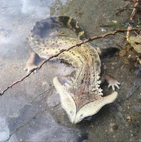 2.9.1-Manufactured-Hammerhead-Salamander-1