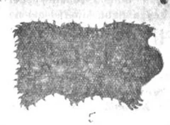 Depiction of the cuero from Tomás Guevara's Psicolojia del Pueblo Araucano (1908).