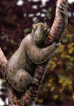 Reconstruction of Megaladapis by Wikipedia user FunkMonk.