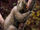 Giant lemur