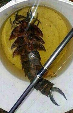 Beast of Brunei