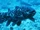 Coelacanth.png