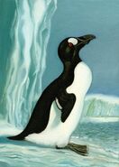Great auk, Philippe Coudray