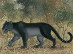 Illustration of the ndalawo by  in  (2009).