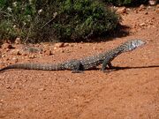 The perentie (Varanus giganteus) is Australia's largest known monitor, growing to at least 8' long.