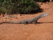 Perentie